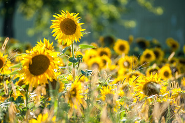  Champ de tournesols jaunes, Ile d'Orl&eacute;ans