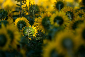  Champ de tournesols jaunes, Ile d'Orl&eacute;ans