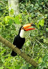 toucan on a branch