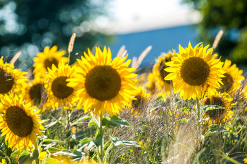  Champ de tournesols jaunes, Ile d'Orl&eacute;ans