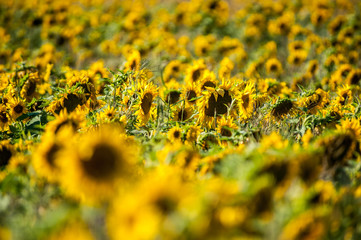  Champ de tournesols jaunes, Ile d'Orl&eacute;ans
