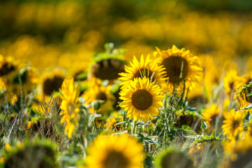  Champ de tournesols jaunes, Ile d'Orl&eacute;ans