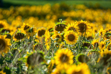  Champ de tournesols jaunes, Ile d'Orl&eacute;ans