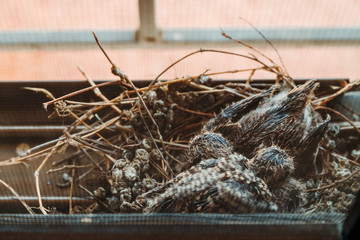 Three little birds living in a bird's nest on the window