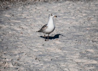 seagull on the beach