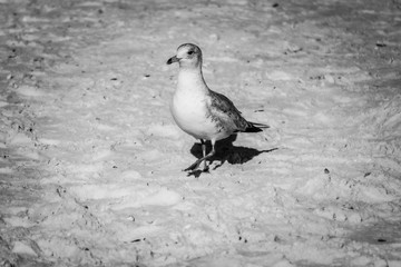 seagull on the beach