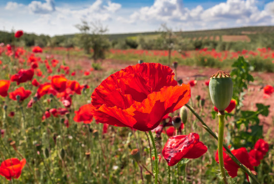 Flor amapola roja en primavera desde Andalucía