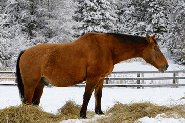 Bay quarter horse looking askance while eating hay in winter by a snow covered forest