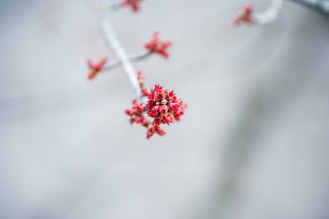 Fleur de printemps rouge
