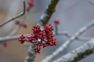 Fleur de printemps rouge