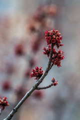 Fleur de printemps rouge