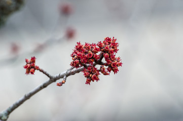 Fleur de printemps rouge