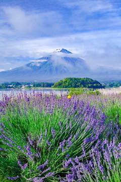 富士山とラベンダー、山梨県富士河口湖町大石公園にて
