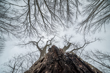 Vue de l'arbre d'en bas en hiver