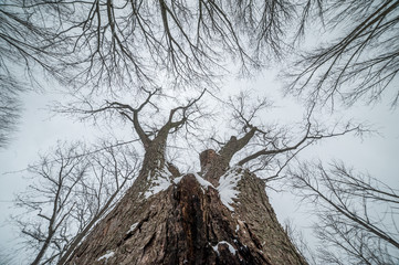 Vue de l'arbre d'en bas en hiver