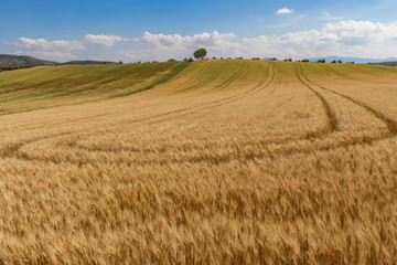 Campo de trigo con una colina y un árbol un día soleado