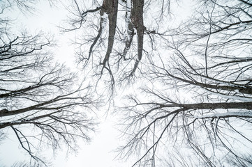 Vue de l'arbre d'en bas en hiver