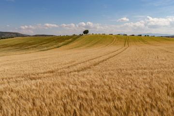 Fototapeta na wymiar Campo de trigo con una colina y un árbol un día soleado