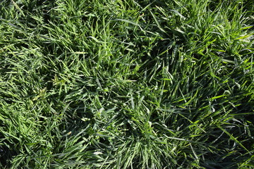 Background of the greenery on the grass, on which the dew drops shining