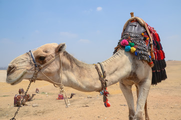 Camelo Egípcio