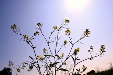 Beautiful yellow flowers of mustard in hand. Sun shining in the sky. selective focus.