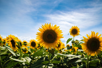 field of sunflowers and blue sky