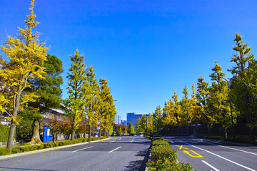 Fototapeta premium 秋の東京都千代田区の国会図書館前交差点から丸の内方面の景観