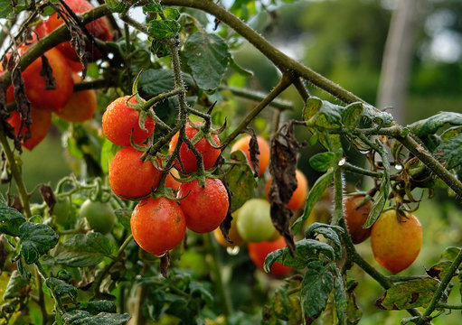 Tomatoes on the vine on the Amalfi Coast of Italy;