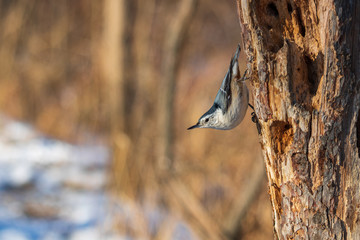 White breasted nuthatch perched on an old log