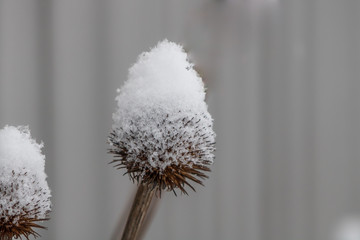 Fresh snow on dead coneflower seed head