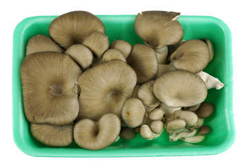 oyster mushroom in the container isolated on white background
