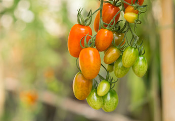 Bunch of tomatoes are ripe in the organic farm