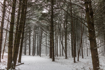 Trail through snowy evergreen trees