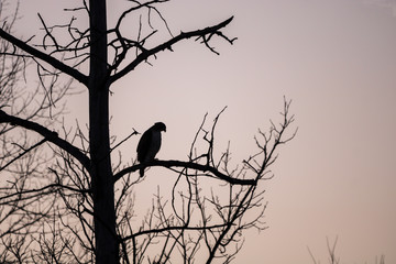 Silhouette of red-tailed hawk in tree at dusk