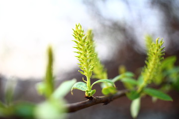 Korean flowers to announce warm spring