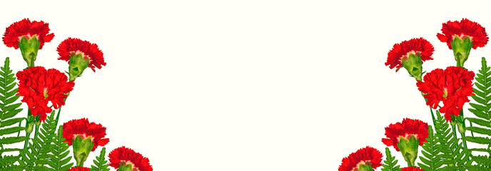 branch carnation flowers isolated on white background