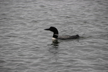 A single loon swimming in the northern Minnesota lake