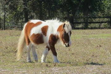 Little shetland pony horse on Florida farm, closeup