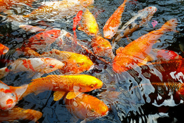Obraz na płótnie Canvas Goldfish in the pond