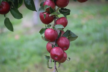 Beautiful red apples on the tree at the apple orchard