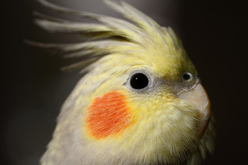 Close up of the head of juvenile female Pearl Cockatiel