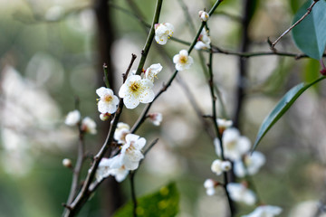 Flower of Japanese apricot - Prunus mume - are blooming in Fukuoka city, JAPAN.