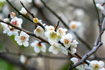 Flower of Japanese apricot - Prunus mume - are blooming in Fukuoka city, JAPAN.