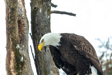 Eagle. Bird of prey. Bald eagle .Photo taken at a rescue station in Wisconsin