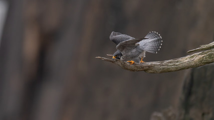 A Peregrine Falcon prepares to fly.