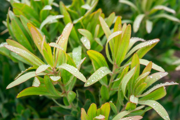 Drops of rain on native Australian flowers on a blurred background at Mount Tomah Botanic Garden in the Blue Mountains National Park, New South Wales, Australia.