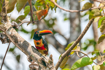  Fiery-billed Aracari near San Isidro del General Costa Rica