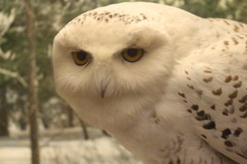 White Owl Close Up In Public Natural Museum