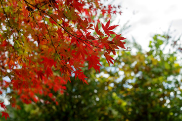 紅葉するイロハモミジ