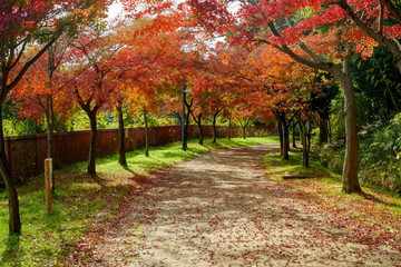 Naklejka premium 紅葉するイロハモミジの通り抜け